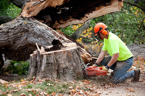 Best Hazardous Tree Removal  in Church Hill, TN